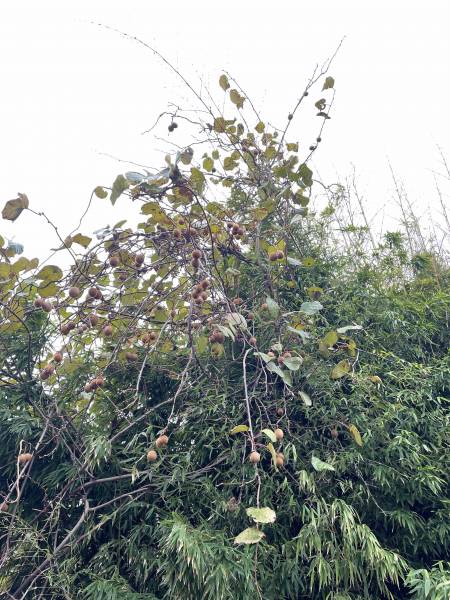 entretien de jardin et de pelouse autour d'yvetot